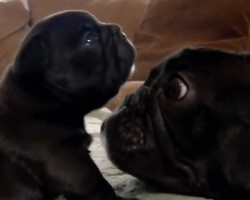 (VIDEO) Little Frenchie Puppy Gets too Close to the Edge of the Sofa. How Dad Keeps Her Safe? You’ll Love This Tender Moment!