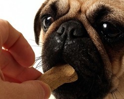 Don’t Allow Your Dog to Have His Treat if He’s Doing THIS