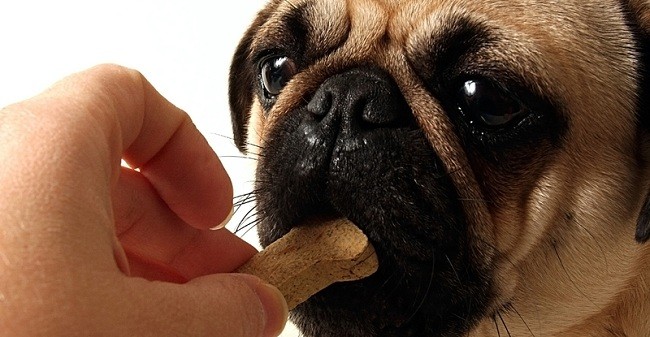 giving a pug a treat