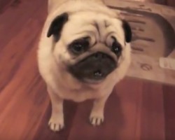 (VIDEO) Sophie the Pug is Super Excited. When You Hear the Noises She Makes? Get Ready to LOL!