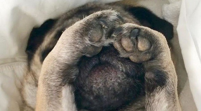 hiding pug