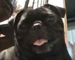 (VIDEO) Meet Lily, the Sweetest Pug EVER. How She Plays With a Friend? Adorbs!