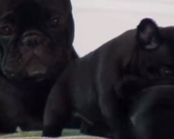 (VIDEO) When This Mom Tells Her Pups to Cool it, Watch How They Respond. PRICELESS!