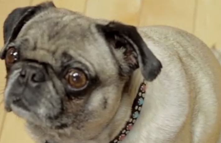 pill pocket recipe pug