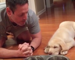 (VIDEO) 3-Month-Old Lab Puppy Always Prays Before He Eats. How Dad Shows Him? Heavenly!