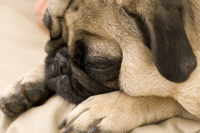 pug and her paws