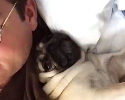 (VIDEO) Pug Wants to Snuggle So Much She Won’t Let Dad off of the Couch