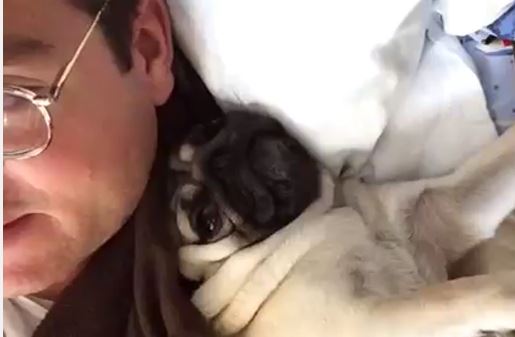 pug and owner snuggling