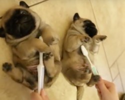 (VIDEO) Pug Puppies Get Belly Rubs With a… Toothbrush?! LOL!
