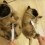 (VIDEO) Pug Puppies Get Belly Rubs With a… Toothbrush?! LOL!