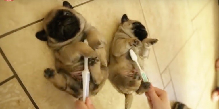 pug belly rub