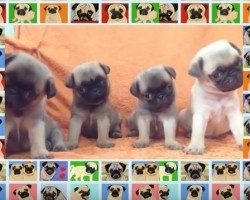 (VIDEO) This Funny Pug Compilation Will Have You Laughing Non-Stop. Just Wait for 08:21, LOL!