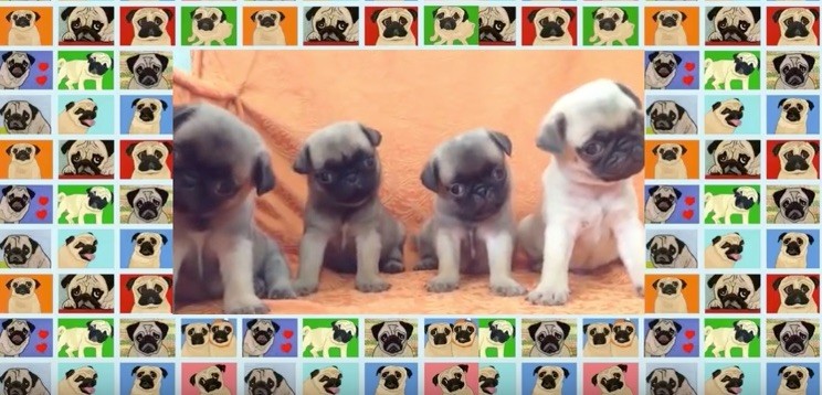 pug compilation