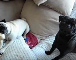 (VIDEO) Pug Sister is Chewing on a Bone. When the Brother Can’t Have It? Wait Until You See THIS Temper Tantrum!