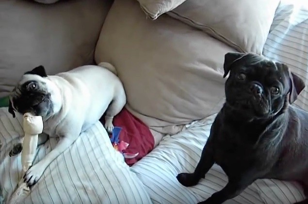 pug fight