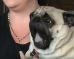 (VIDEO) When You Hear This Pug Freak Out… You Can’t Help But LOL!