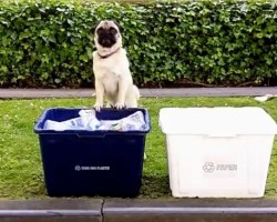 (VIDEO) ‘Green’ Pug Creatively Shows Us How to Recycle. If He Can Do it, You Can Too!