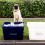 (VIDEO) ‘Green’ Pug Creatively Shows Us How to Recycle. If He Can Do it, You Can Too!