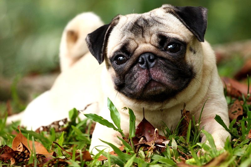 pug laying outside