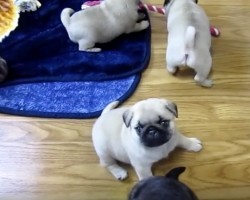 (VIDEO) Allow These Darling Pug Puppies to Turn Your Frown Upside Down – I’m STILL Going “Aww!”