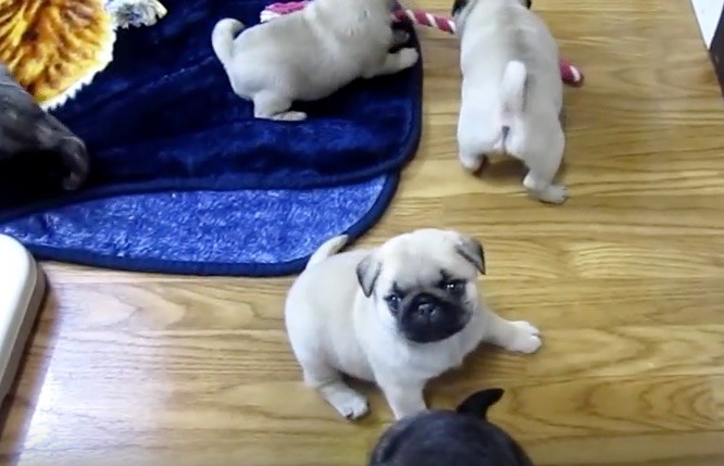 pug puppies