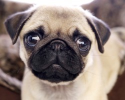 Eight Reasons why You Should NEVER Own a Pug