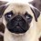 Eight Reasons why You Should NEVER Own a Pug