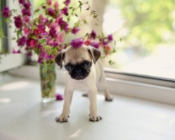 Twelve Pug Puppies That Should Be Illegal