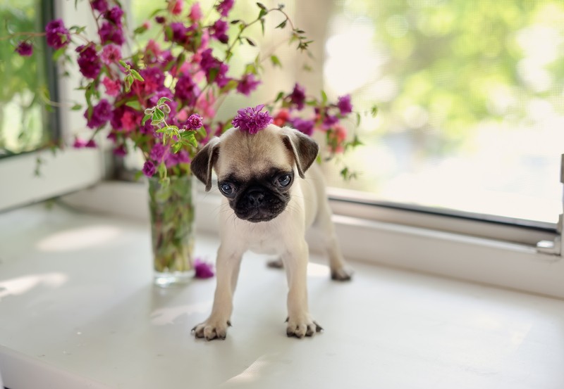 pug puppy by flowers
