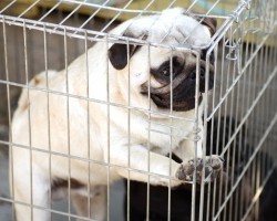 BREAKING NEWS: This State Has Joined 5 Other States in the Banning of Selling Dogs in Pet Stores