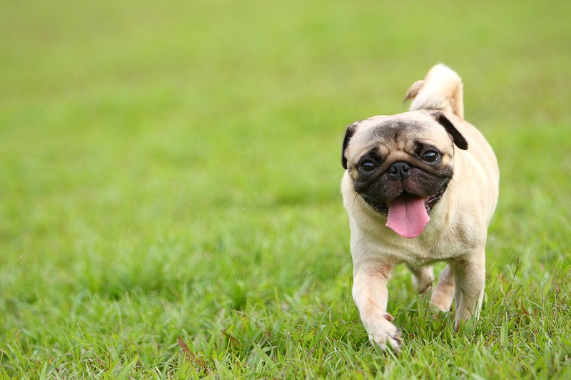 pug running in the grass