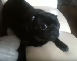 (VIDEO) This Pug Freak Out Has Me in a Fit of Giggles. Watch for Yourself to See What I Mean! LOL!