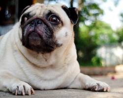 Confused About Dog Health Supplements?
