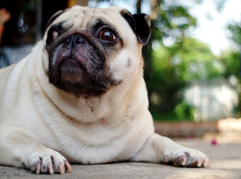 pug sitting outside with curious expression