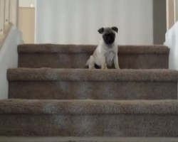 (VIDEO) Watch a Tiny Pug Puppy Conquer the Stairs Like a Boss – Aww!