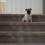 (VIDEO) Watch a Tiny Pug Puppy Conquer the Stairs Like a Boss – Aww!