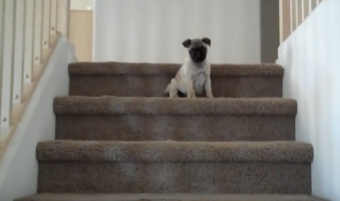 pug on the stairs