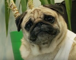 (VIDEO) Experience the Hit ‘Die Hard’ Film Once Again, This Time Starring… Pug Willis!