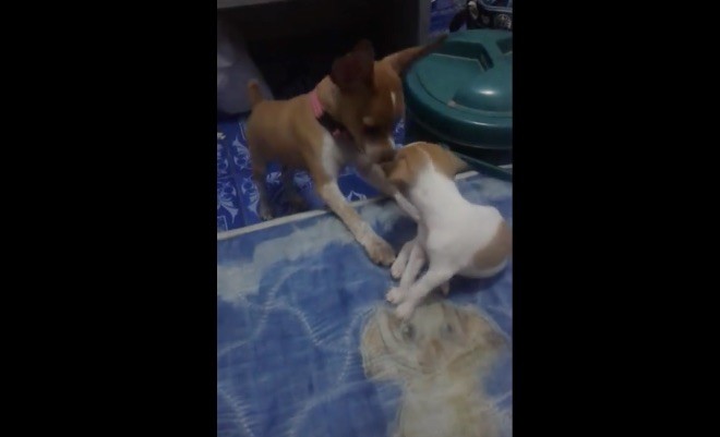 puppy and pal on the bed