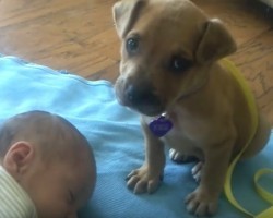 (VIDEO) Puppy Stands by a Baby and Guards Her. What Happens Next? This is the Definition of PRECIOUS!