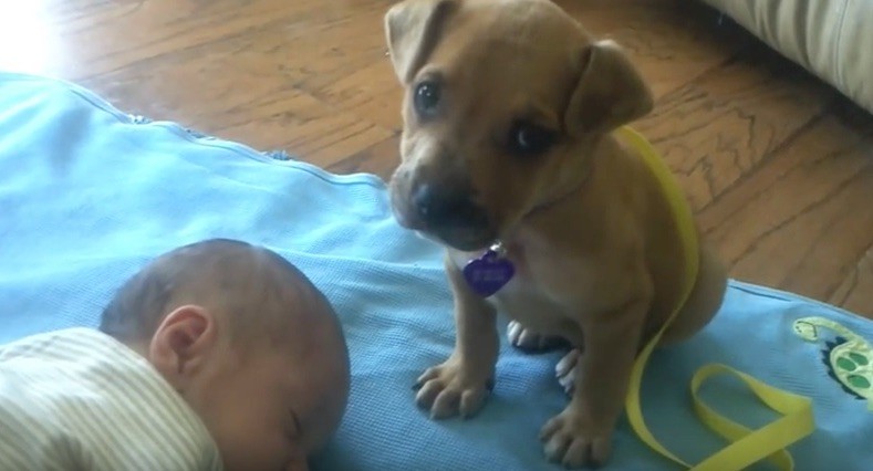 puppy and baby