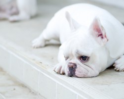 The Surprising Side Effects of Anti-Anxiety Medications on Dogs