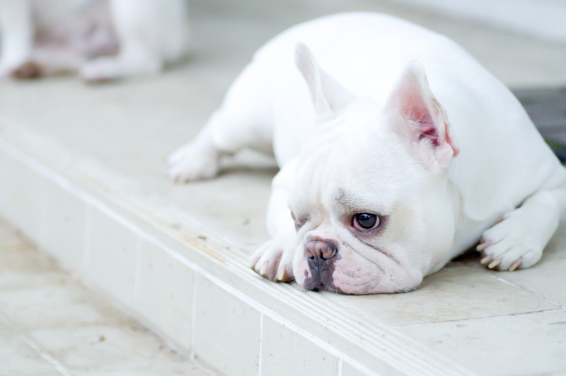 sad french bulldog