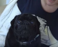 (VIDEO) This is a Pug Scream Like You’ve Never Heard Before. OMG!