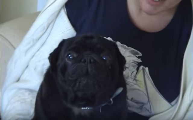 screaming black pug