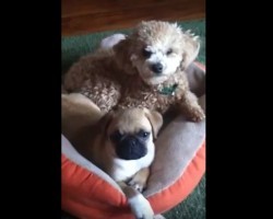 (VIDEO) This Pug Puppy and Poodle Are Snuggle Buddies – Be Prepared to to Melt!