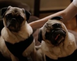 (VIDEO) Two Obese Pugs Are Relinquished by Owner. How They Find Their Happy Ending? This is a Must See!