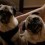 (VIDEO) Two Obese Pugs Are Relinquished by Owner. How They Find Their Happy Ending? This is a Must See!