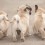 The 12 Undeniable Signs Of A Crazy Pug Person