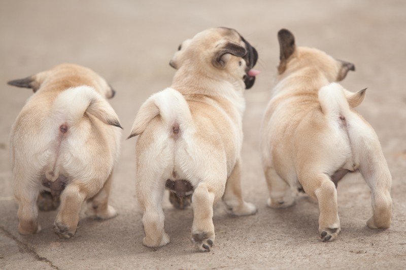 three happy pug puppies